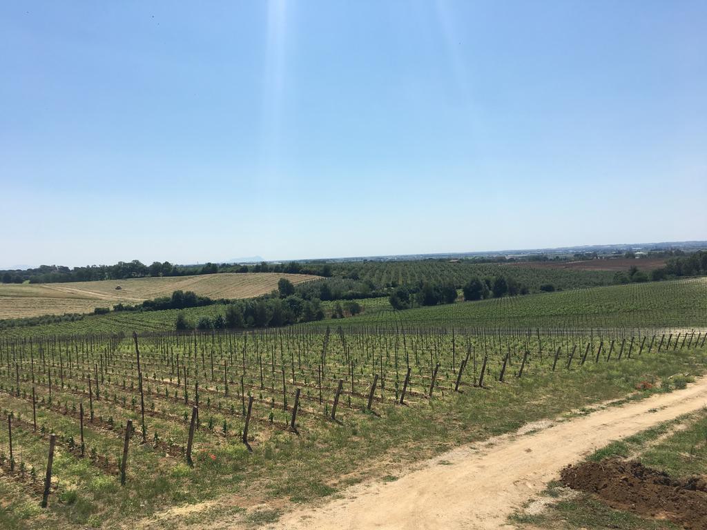 Il Casale Degli Ulivi - Agriturismo - Tenimenti Leone Lanuvio 外观 照片
