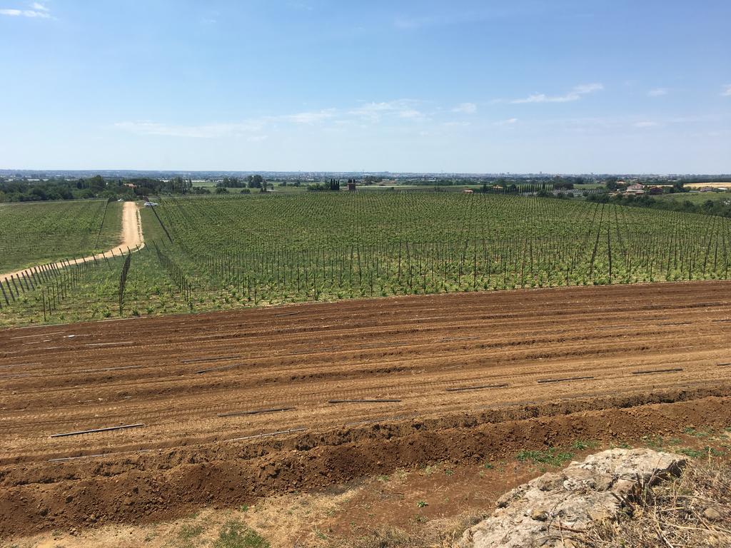 Il Casale Degli Ulivi - Agriturismo - Tenimenti Leone Lanuvio 外观 照片