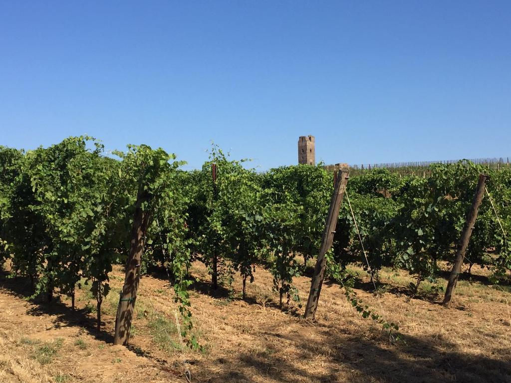 Il Casale Degli Ulivi - Agriturismo - Tenimenti Leone Lanuvio 外观 照片