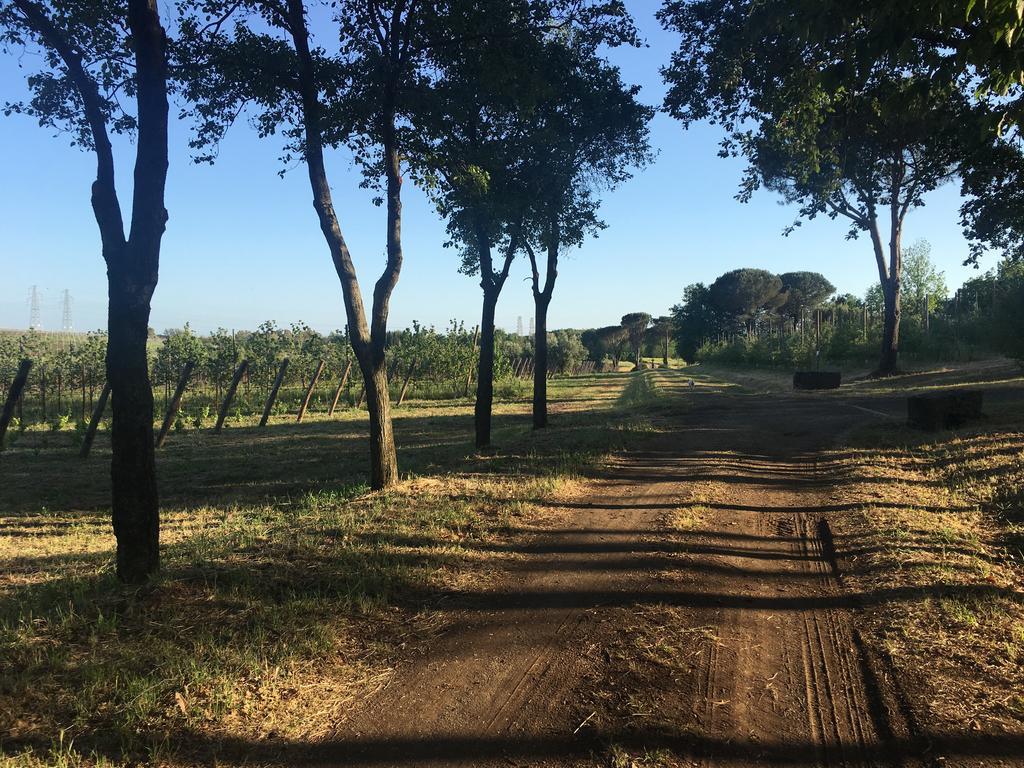 Il Casale Degli Ulivi - Agriturismo - Tenimenti Leone Lanuvio 外观 照片