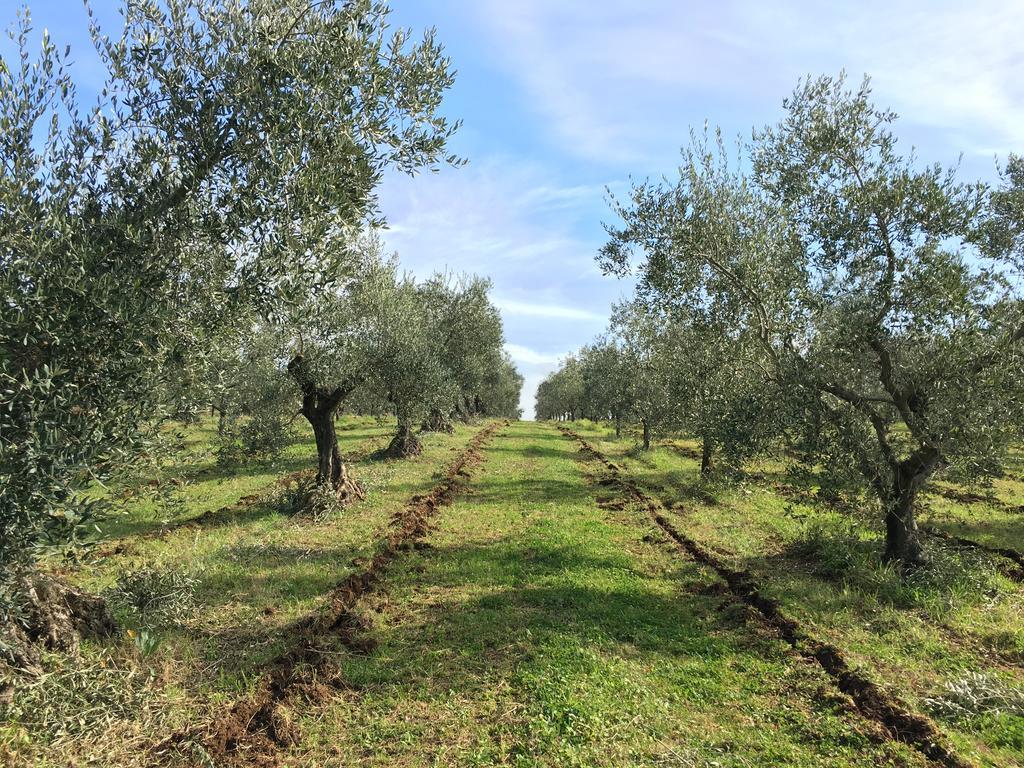 Il Casale Degli Ulivi - Agriturismo - Tenimenti Leone Lanuvio 外观 照片